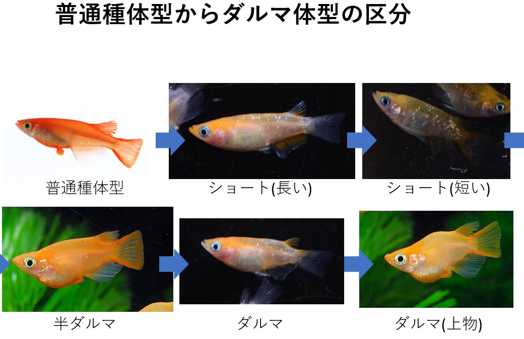 ダルマ体型 メダカの体型の特徴 メダカの特徴34 35 メダカの特徴 改良メダカweb図鑑