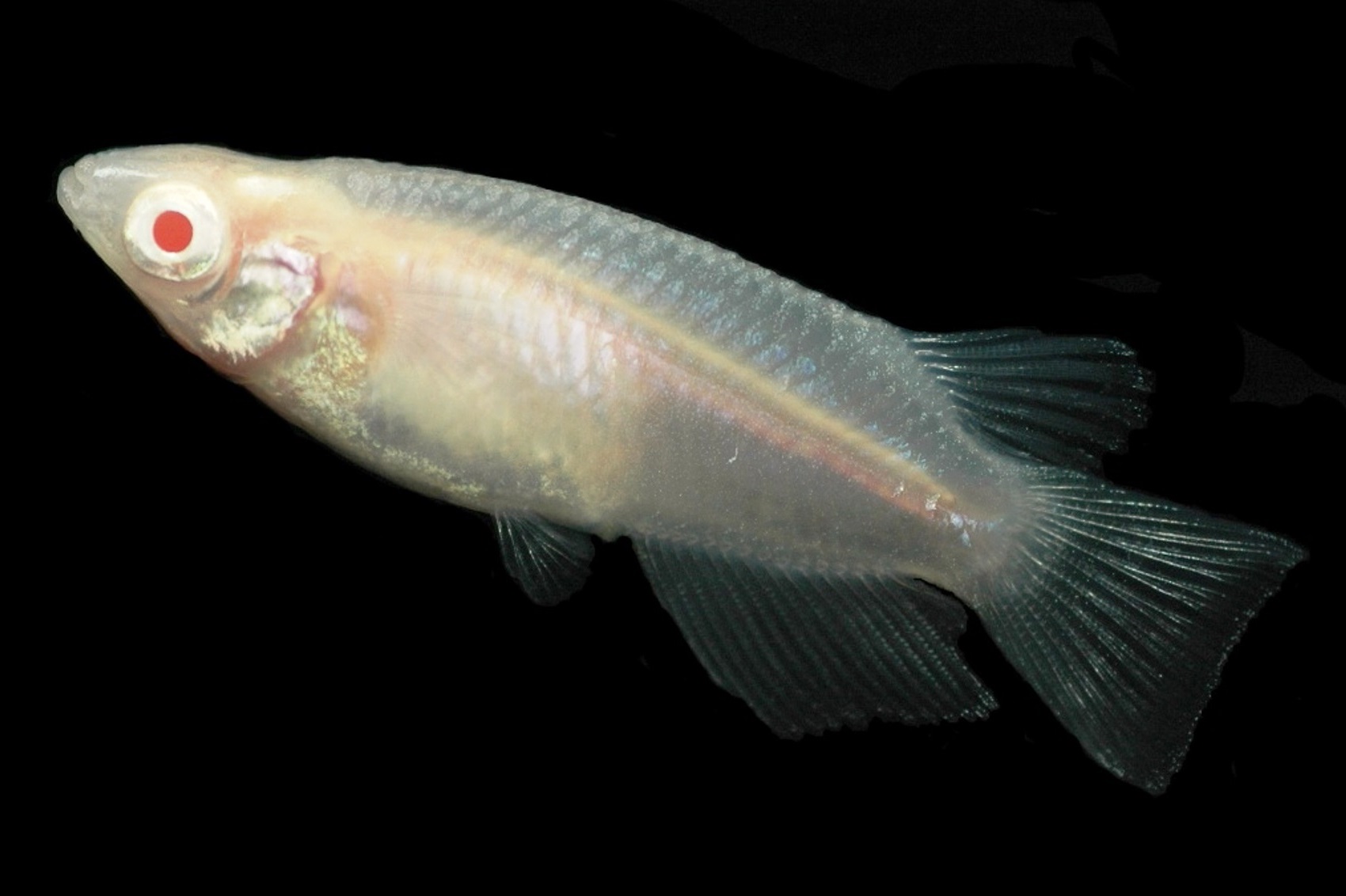アルビノ ~メダカの目の変化の特徴~ メダカの特徴13/44 | メダカの特徴 | 改良メダカWEB図鑑