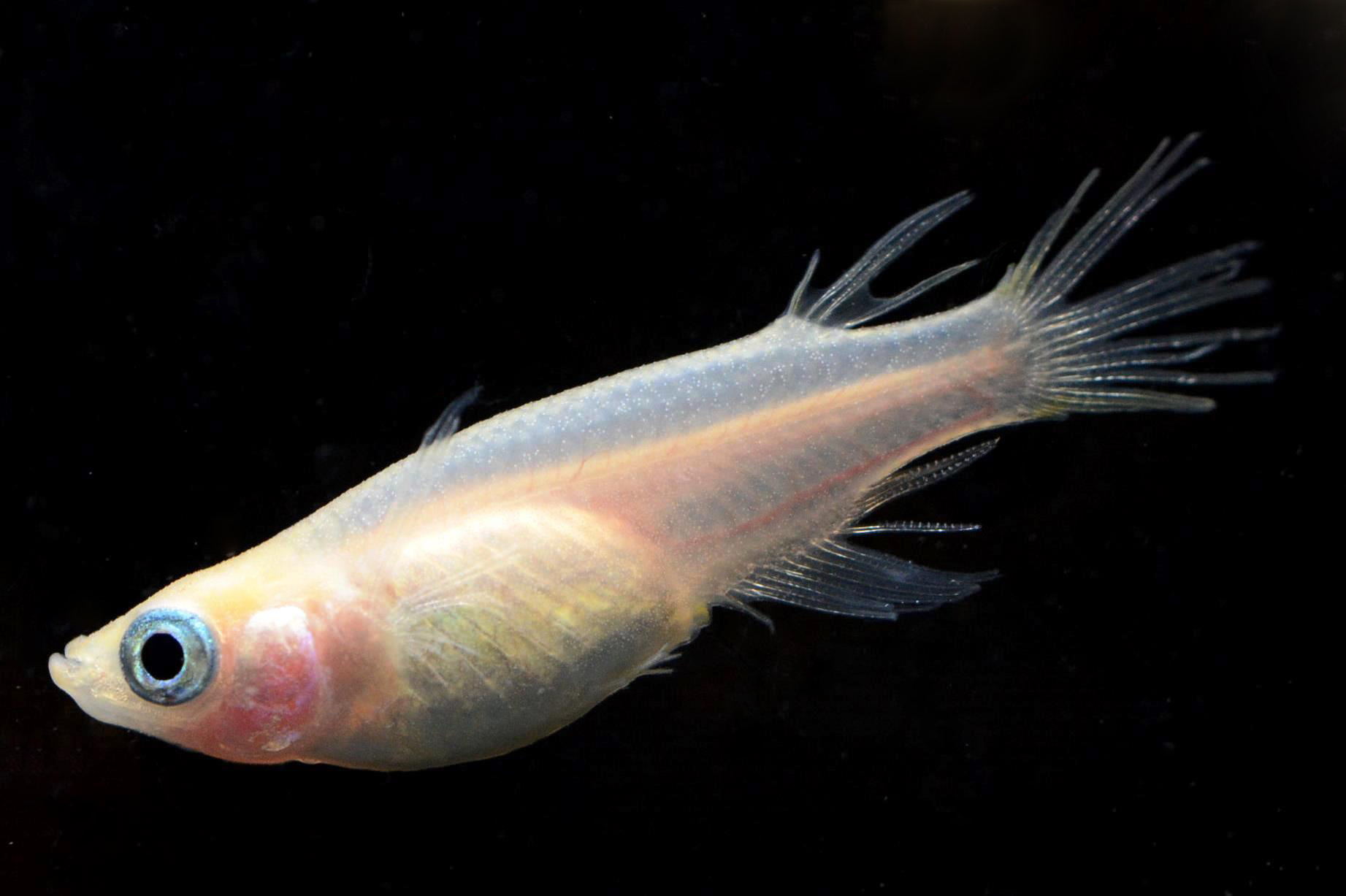 メラー メダカのヒレ変化の特徴 メダカの特徴29 35 メダカの特徴 改良メダカweb図鑑