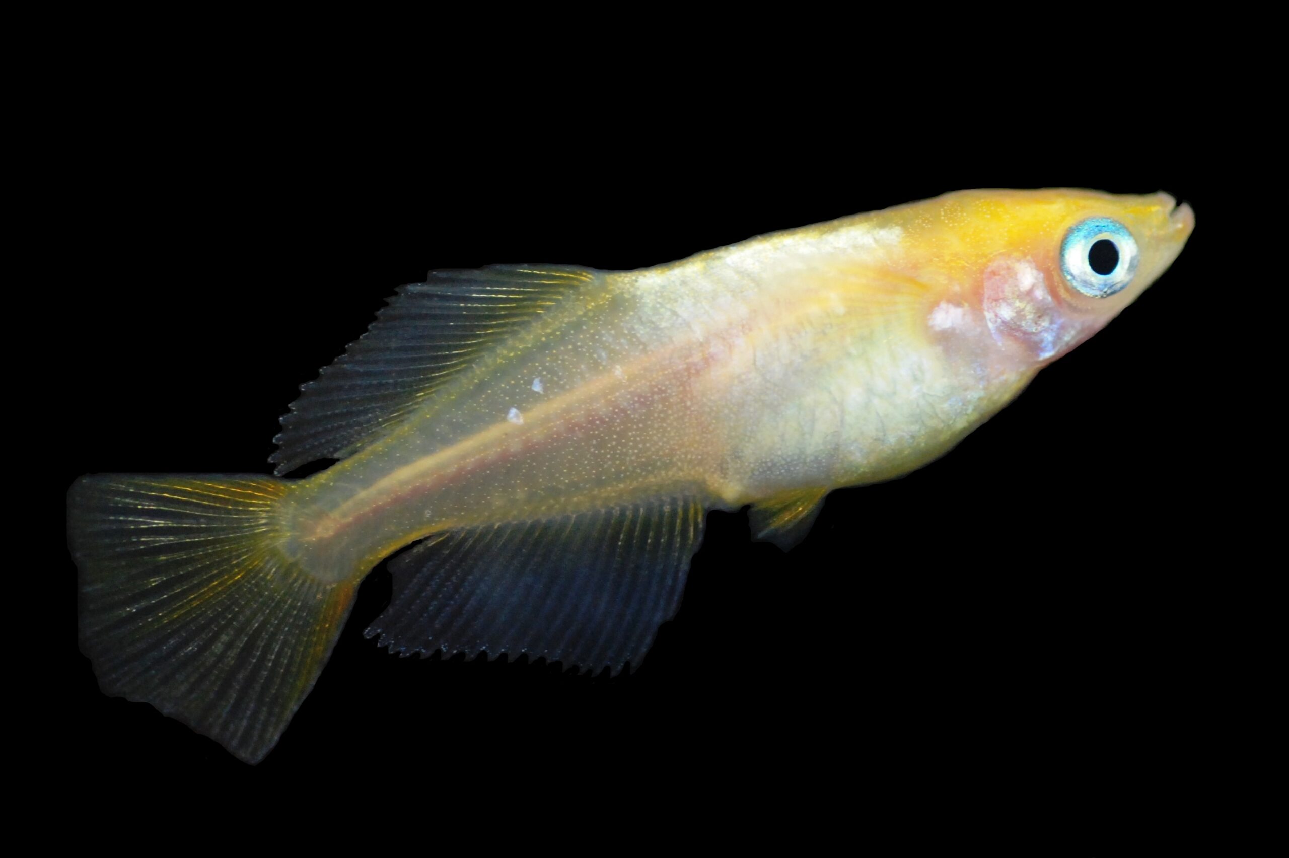 ヒカリ体型 メダカの体型の特徴 メダカの特徴33 35 メダカの特徴 改良メダカweb図鑑