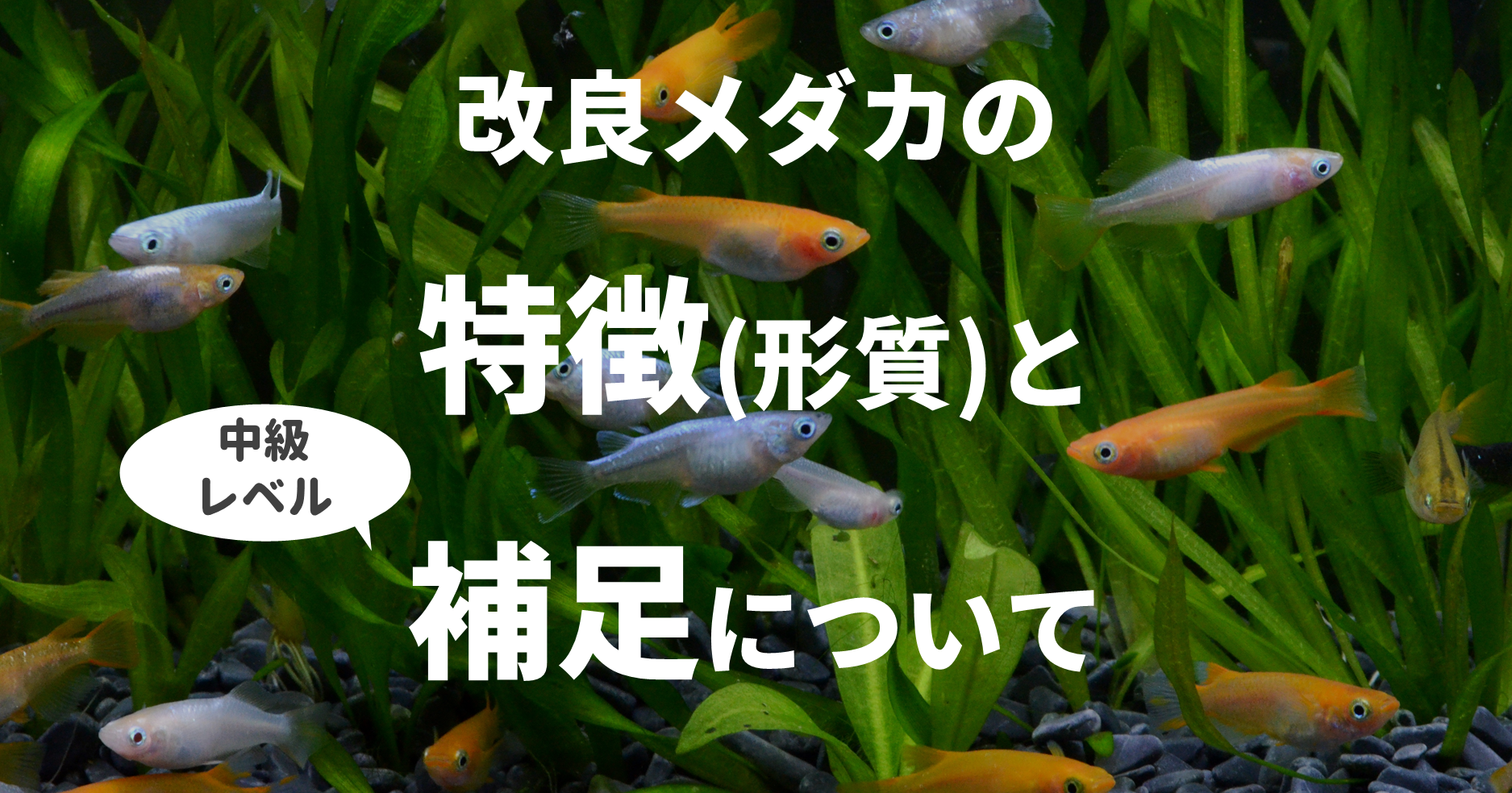 改良メダカの特徴 形質 と補足について メダカの特徴 改良メダカweb図鑑