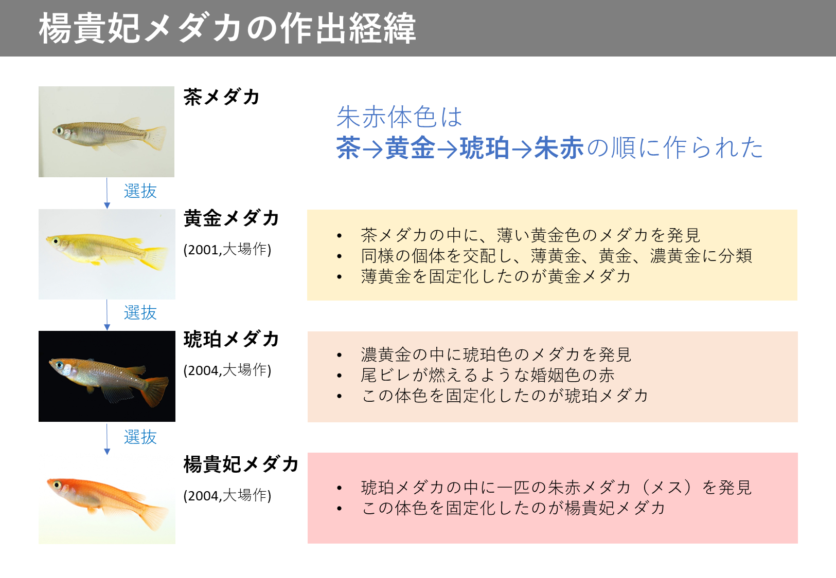 朱赤体色 メダカの体色の特徴 メダカの特徴8 35 メダカの特徴 改良メダカweb図鑑