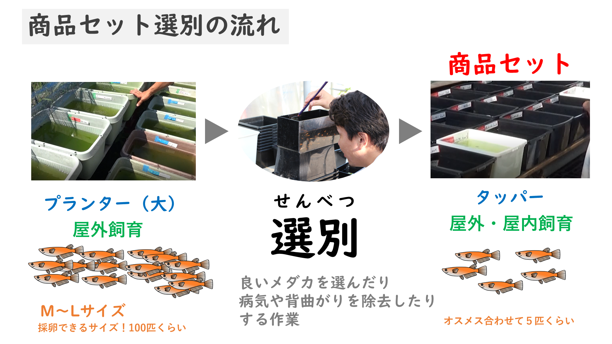 改良メダカの基礎用語まとめ 品種 飼育編 メダカ用語 改良メダカweb図鑑