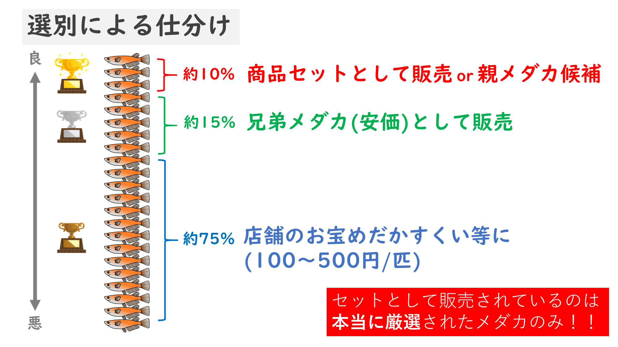 改良メダカの基礎用語まとめ ～品種・飼育編～ | メダカ用語 | 改良 