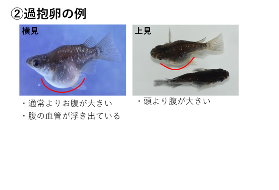 中級者向け 良いメダカの選び方 体型のスタンダード ダルマ体型 飼育情報 改良メダカweb図鑑