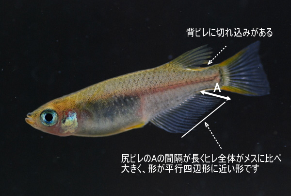 保存版 改良メダカの飼育方法まとめ 初心者向け 飼育情報 改良メダカweb図鑑