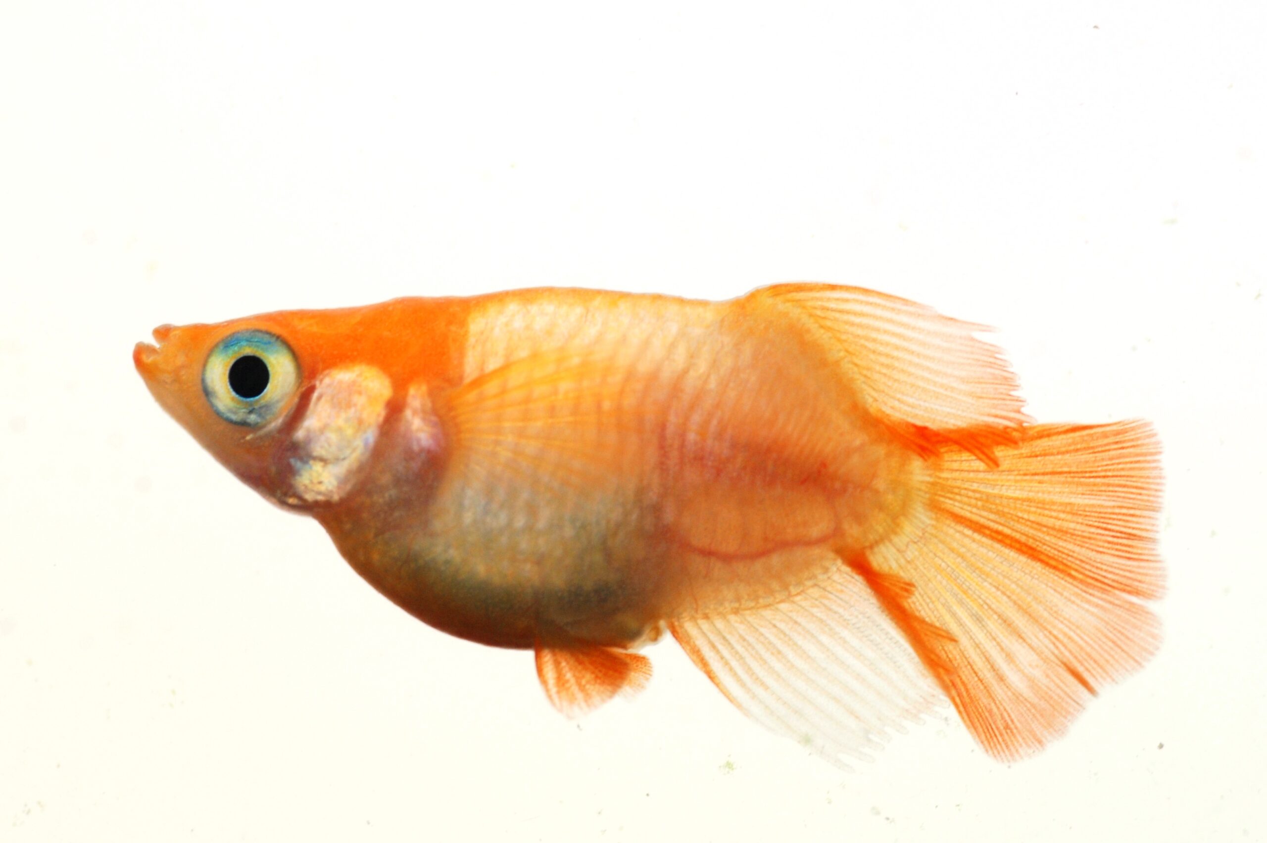 朱天皇 朱赤ヒカリダルマメダカ とは 改良メダカweb図鑑no 0004 メダカの品種 朱赤 改良メダカweb図鑑