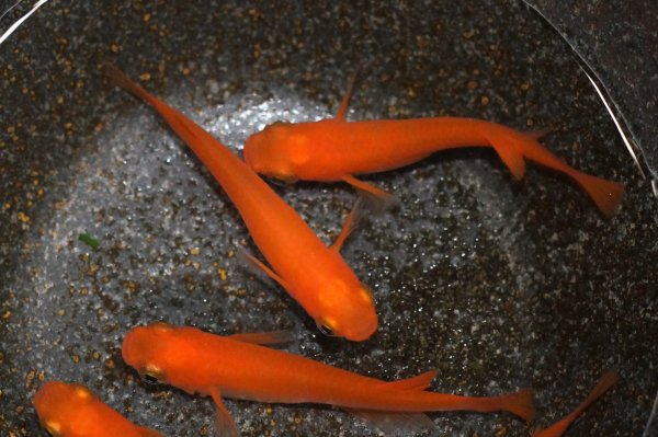 楊30 朱赤メダカ とは 改良メダカweb図鑑no 0005 朱赤 改良メダカweb図鑑