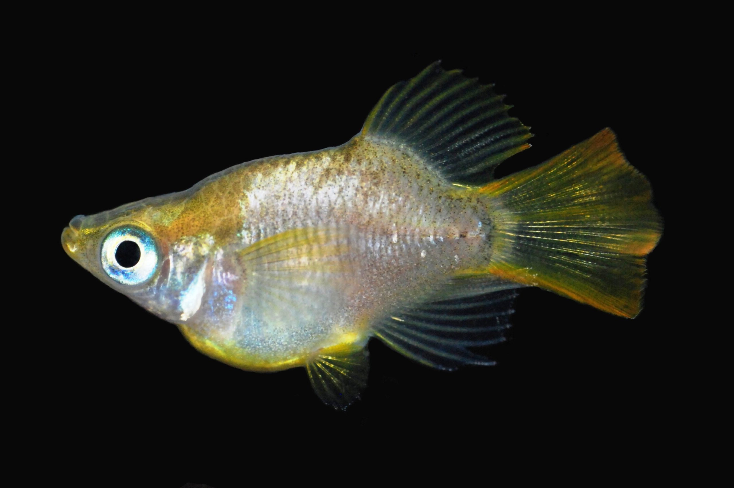 金皇丸 黄金ヒカリダルマメダカ とは 改良メダカweb図鑑no 0018 メダカの品種 黄金 改良メダカweb図鑑