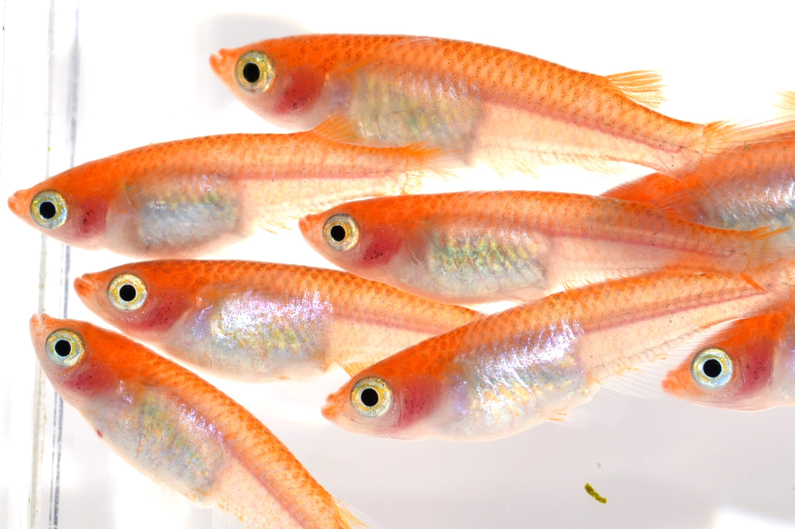 ビックイナバの めだか 《完全屋外飼育 美鈴系朱赤透明鱗 現物》② 去年生まれ Lサイズ 【2ペア、計4匹】 3000円より 新品ビックイナバの めだか 《完全屋外飼育 美鈴系朱赤透明鱗 上質品