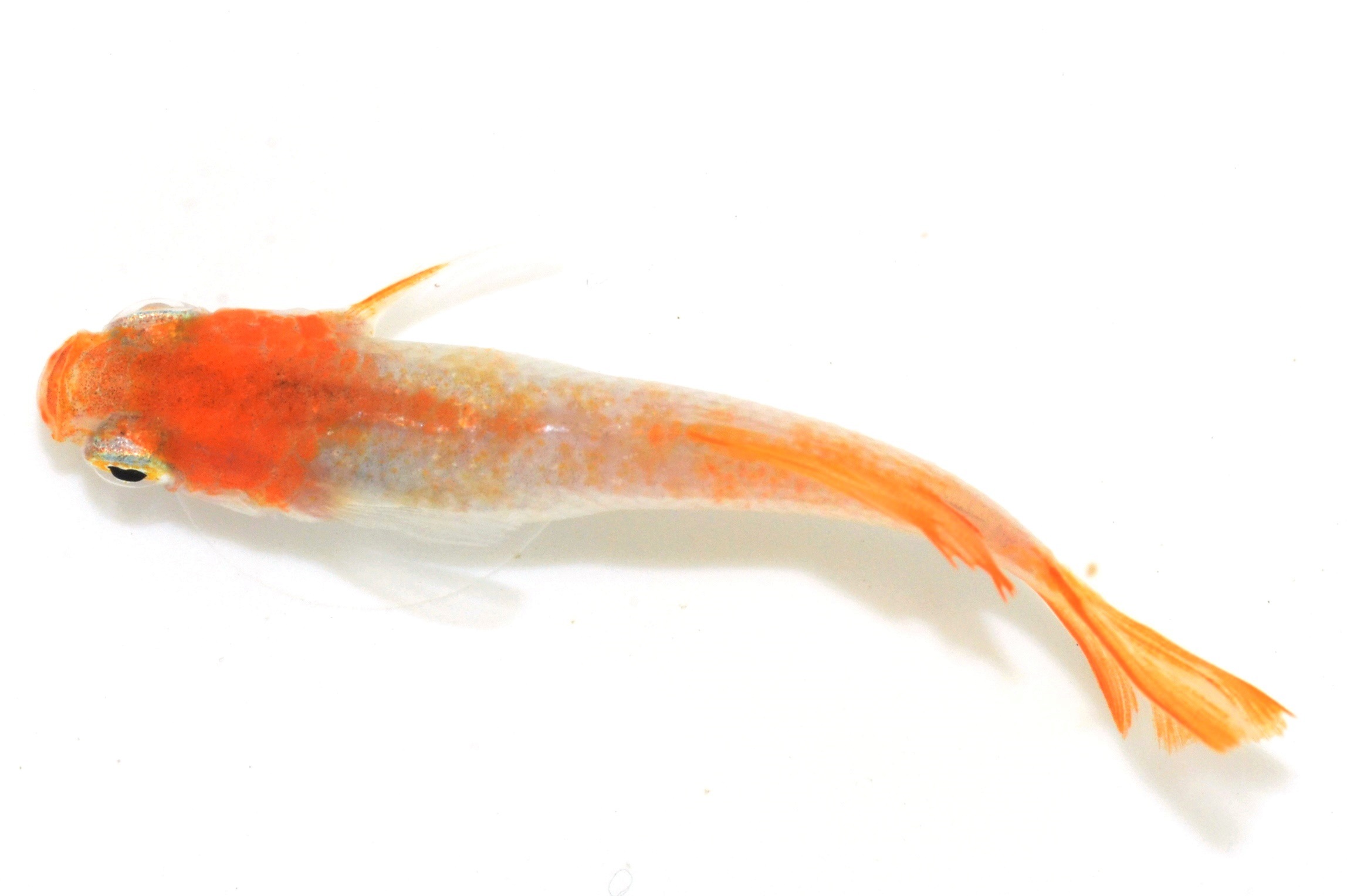 ビックイナバの めだか 《完全屋外飼育 美鈴系朱赤透明鱗 現物》② 去年生まれ Lサイズ 【2ペア、計4匹】 3000円より 新品ビックイナバの めだか 《完全屋外飼育 美鈴系朱赤透明鱗 上質品