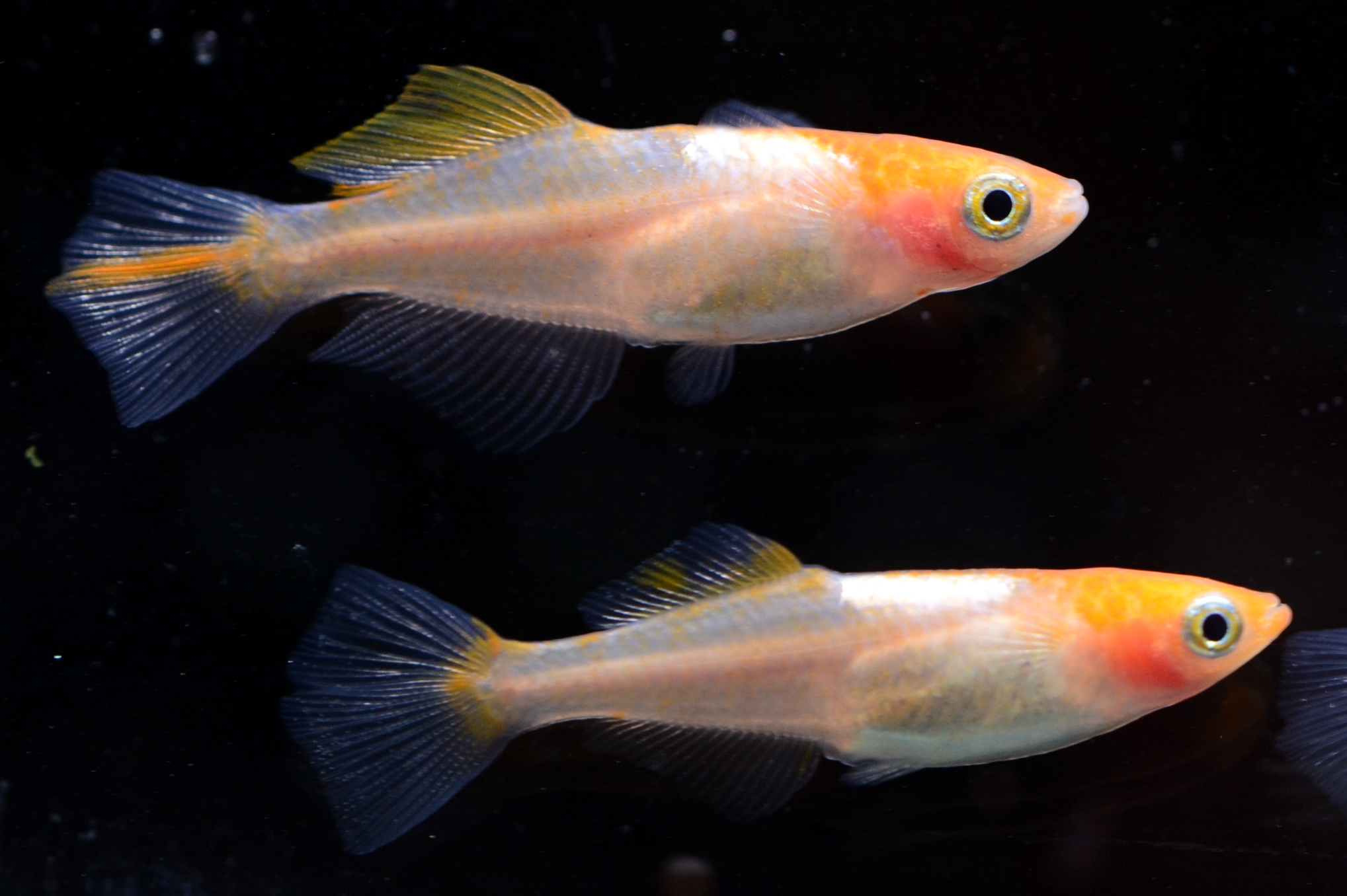 ビックイナバの めだか 《完全屋外飼育 美鈴系朱赤透明鱗 現物》② 去年生まれ Lサイズ 【2ペア、計4匹】 3000円より 新品ビックイナバの めだか 《完全屋外飼育 美鈴系朱赤透明鱗 上質品