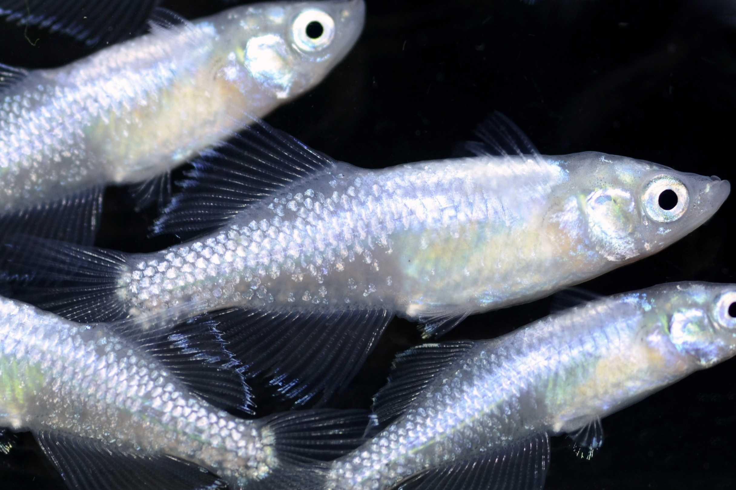 青幹之メダカ ♂5 ♀5 オマケ 2 さらにオマケ付き | めだか物語青みゆき（幹之）めだか 未選別 稚魚 SS～S