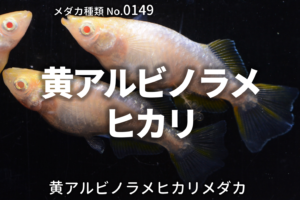 マリンブルーとは 改良メダカweb図鑑no 0116 メダカの品種 青 改良メダカweb図鑑