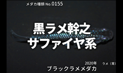 黒ラメ幹之サファイア系とは 改良メダカweb図鑑no 0155 ブラック メダカの品種 改良メダカweb図鑑