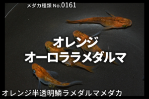 青蝶 あおちょう とは 改良メダカweb図鑑no 0277 メダカの品種 青 改良メダカweb図鑑