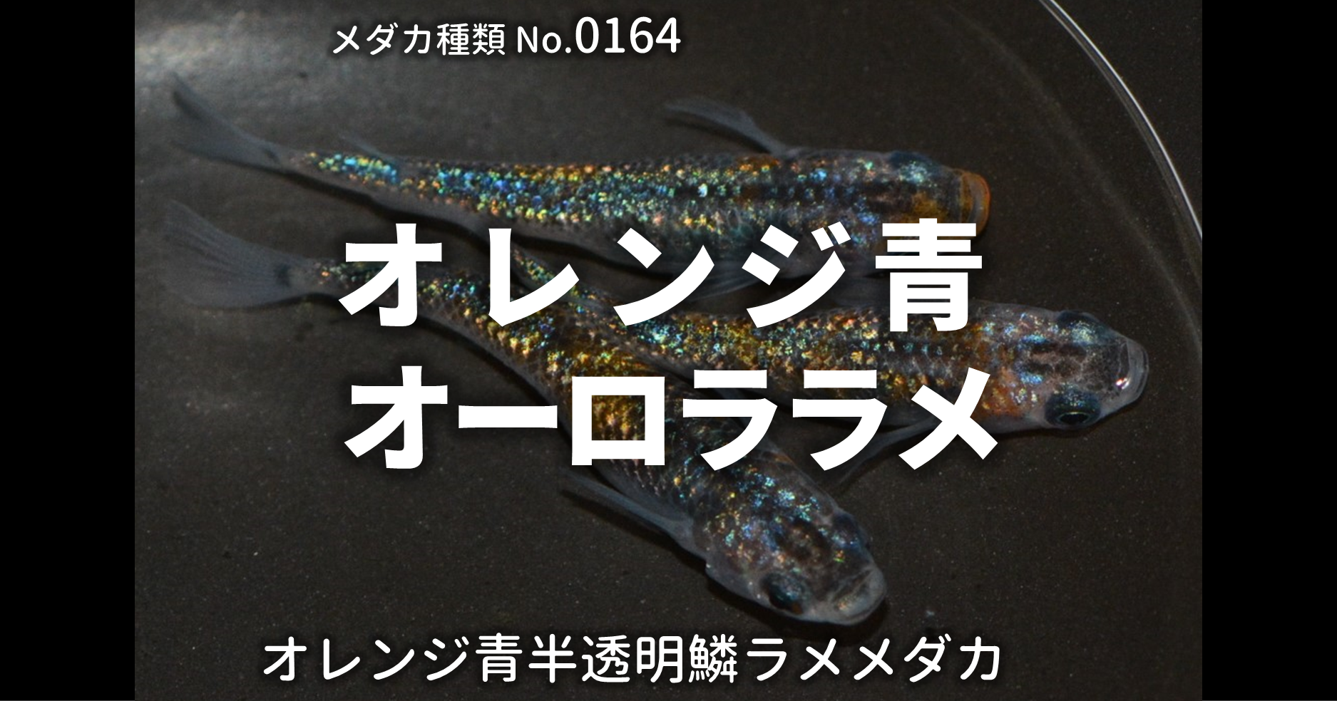 青オレンジオーロララメとは 改良メダカweb図鑑no 0164 メダカの品種 青オレンジ 改良メダカweb図鑑