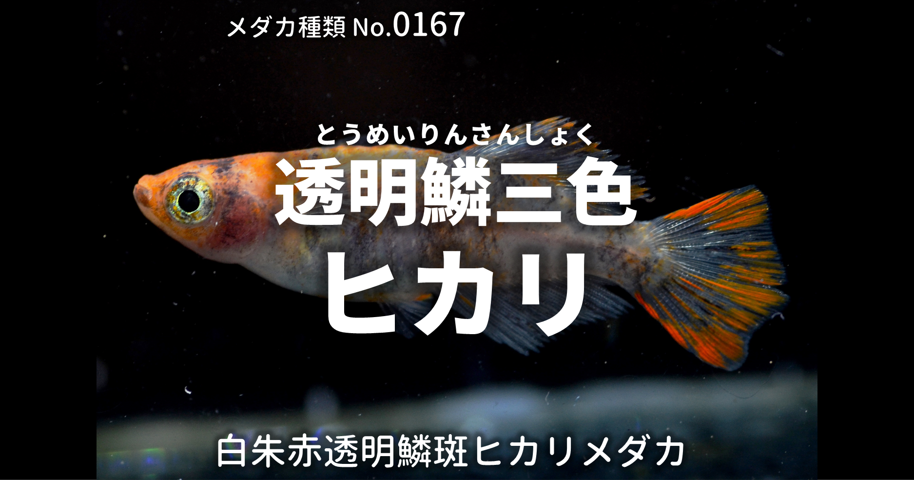 透明鱗三色ヒカリ 白朱赤透明鱗斑ヒカリ とは 改良メダカweb図鑑no 0167 白朱赤 改良メダカweb図鑑