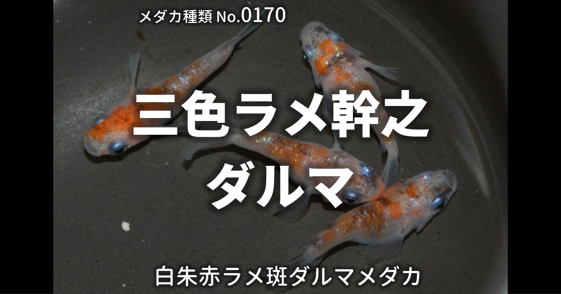 三色ラメ幹之ダルマ（さんしょくらめみゆきだるま）とは 改良メダカWEB 