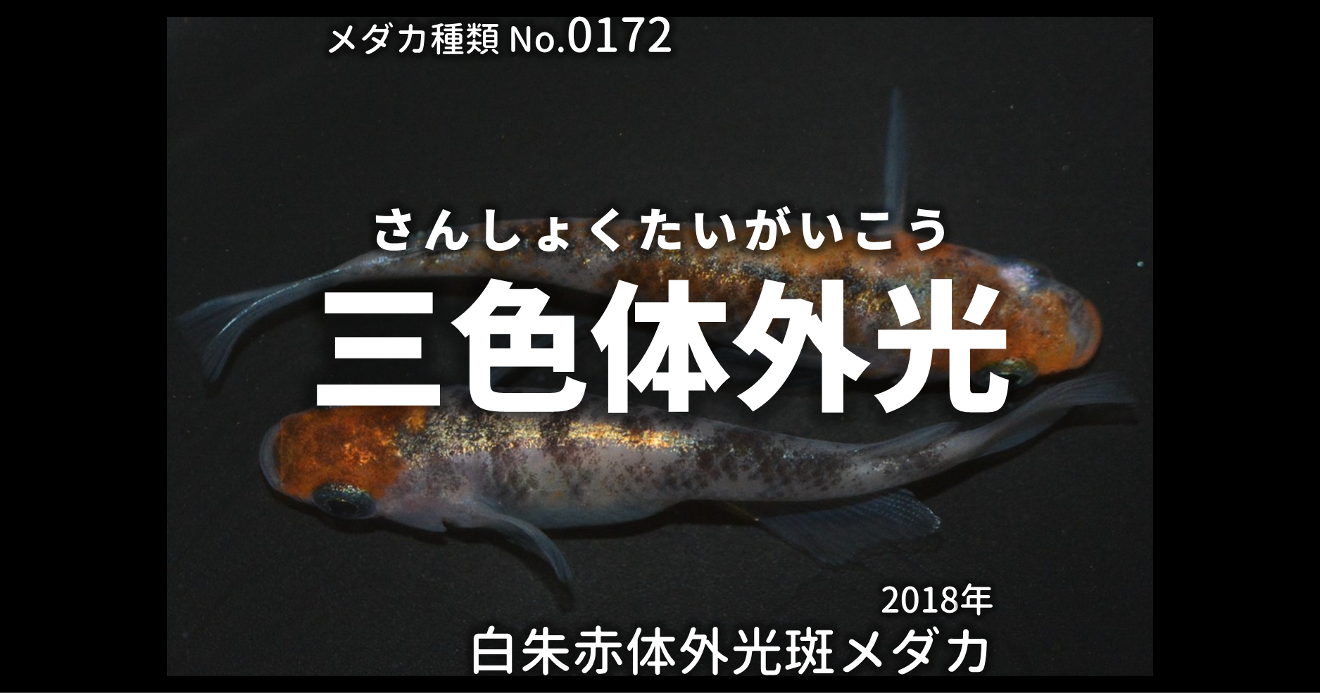 三色体外光 さんしょくたいがいこう とは 改良メダカweb図鑑no 0172 白朱赤 改良メダカweb図鑑