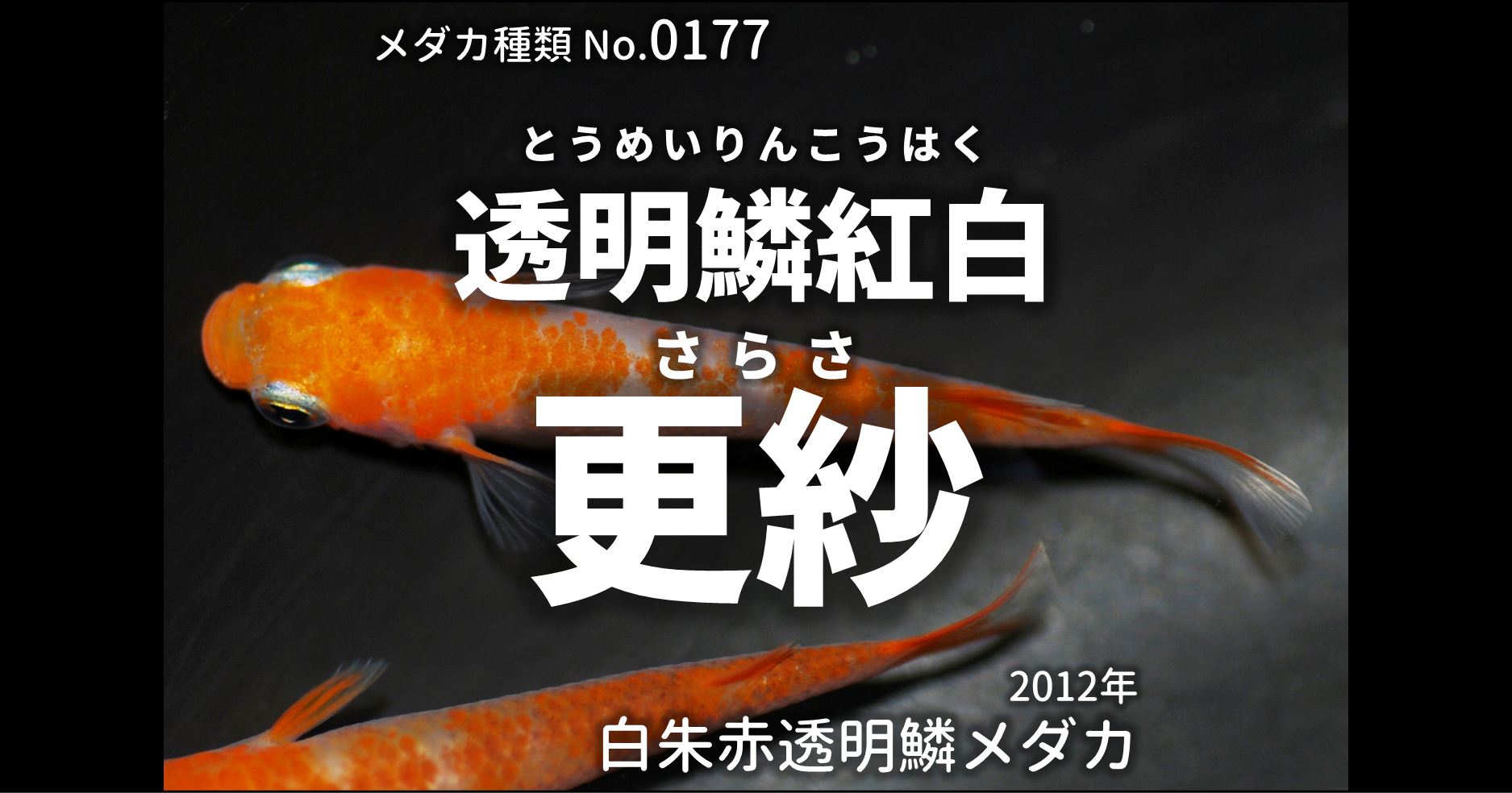 透明鱗更紗紅白　２ペア 20190718 ☆ めだか・メダカ【日本改良めだか研究所】 透明鱗更紗紅白 ２ペア 20190702 ☆ めだか・メダカ日本改良めだか