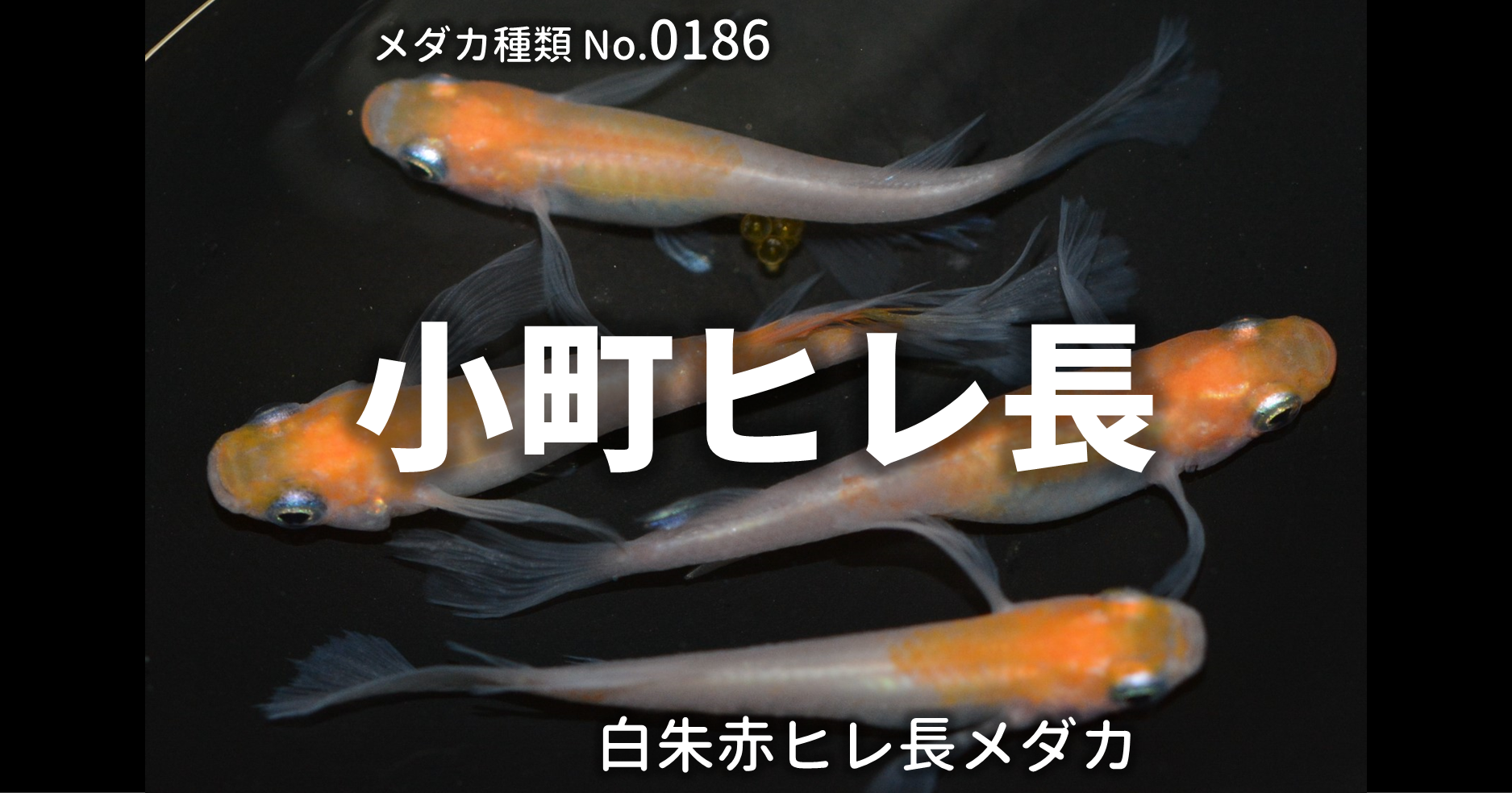 小町ヒレ長 非透明鱗紅白ヒレ長 とは 改良メダカweb図鑑no 0186 白朱赤 改良メダカweb図鑑