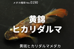 黄黒オーロラ体外光とは 改良メダカweb図鑑no 0236 メダカの品種 黄黒 改良メダカweb図鑑 黄黒オーロラ体外光とは 改良メダカweb図鑑no 0236 メダカの品種 黄黒 改良メダカweb図鑑