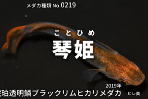 ブラックスワンとは 改良メダカweb図鑑no 0280 ブラック メダカの品種 改良メダカweb図鑑