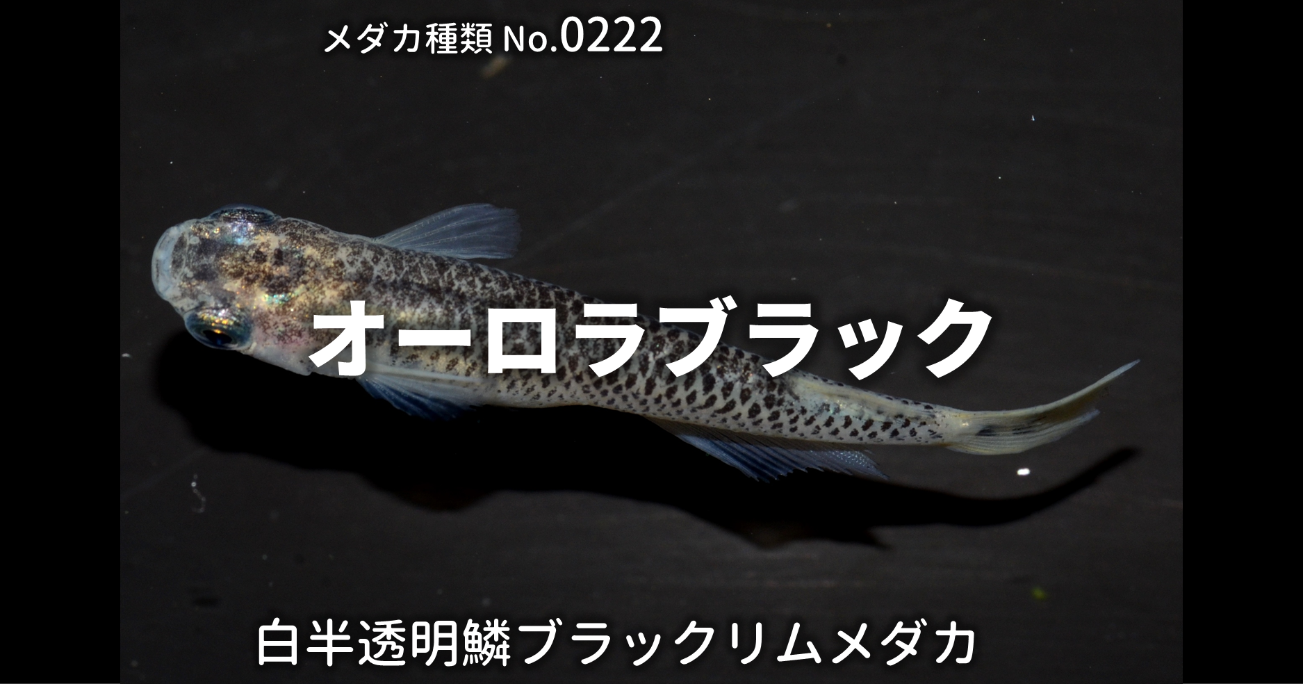 オーロラブラックとは 改良メダカweb図鑑no 0222 メダカの品種 白 改良メダカweb図鑑 オーロラブラックとは 改良メダカweb図鑑no 0222 メダカの品種 白 改良メダカweb図鑑