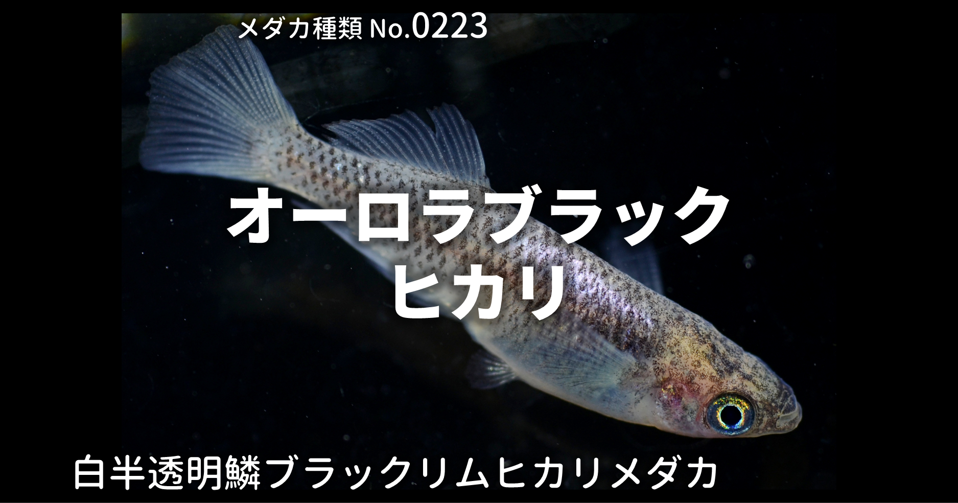 オーロラブラックヒカリとは 改良メダカweb図鑑no 0223 メダカの品種 白 改良メダカweb図鑑