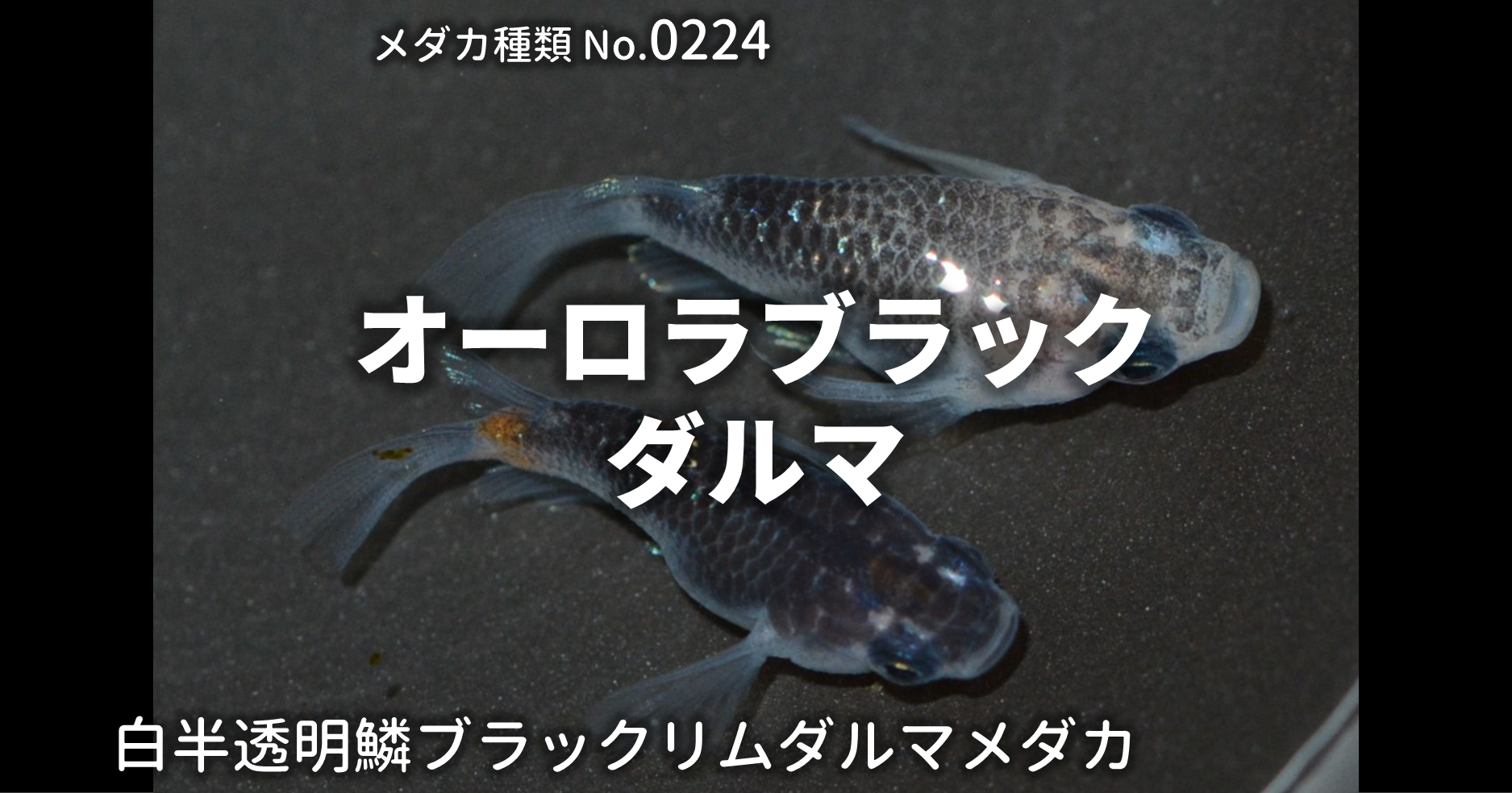 オーロラブラックダルマとは 改良メダカweb図鑑no 0224 メダカの品種 白 改良メダカweb図鑑