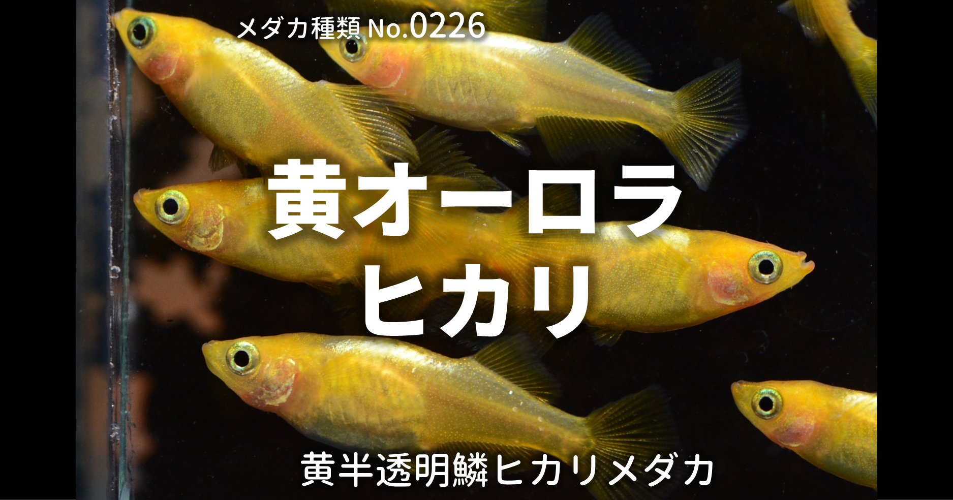 黄オーロラヒカリとは 改良メダカweb図鑑no 0226 メダカの品種 黄 改良メダカweb図鑑