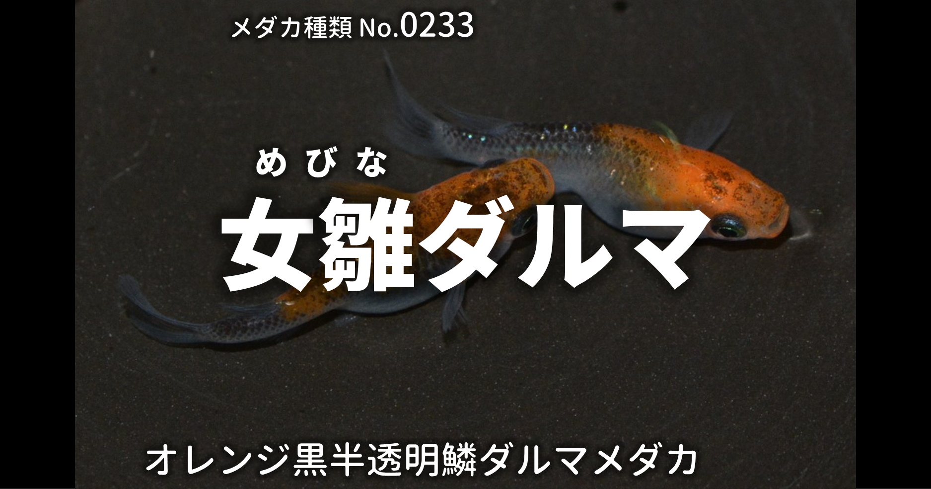 女雛ダルマ めびなだるま とは 改良メダカweb図鑑no 0233 メダカの品種 黒オレンジ 改良メダカweb図鑑