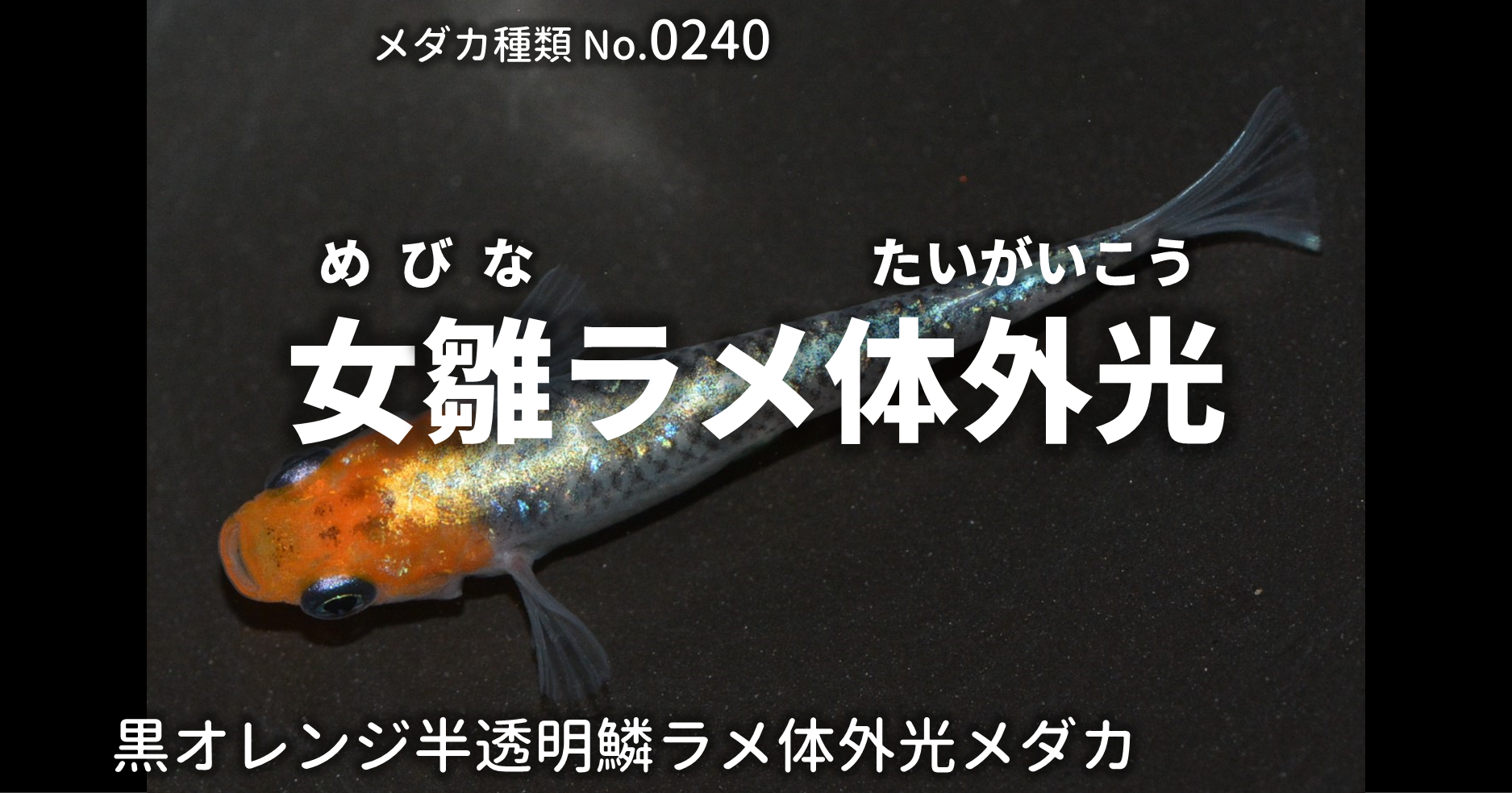 女雛 ２ペア＋オス１匹 20190607 ☆ めだか・メダカ【日本改良めだか研究所】 女雛（めびな）とは 改良メダカWEB図鑑No.0245 | メダカの品種, 黒