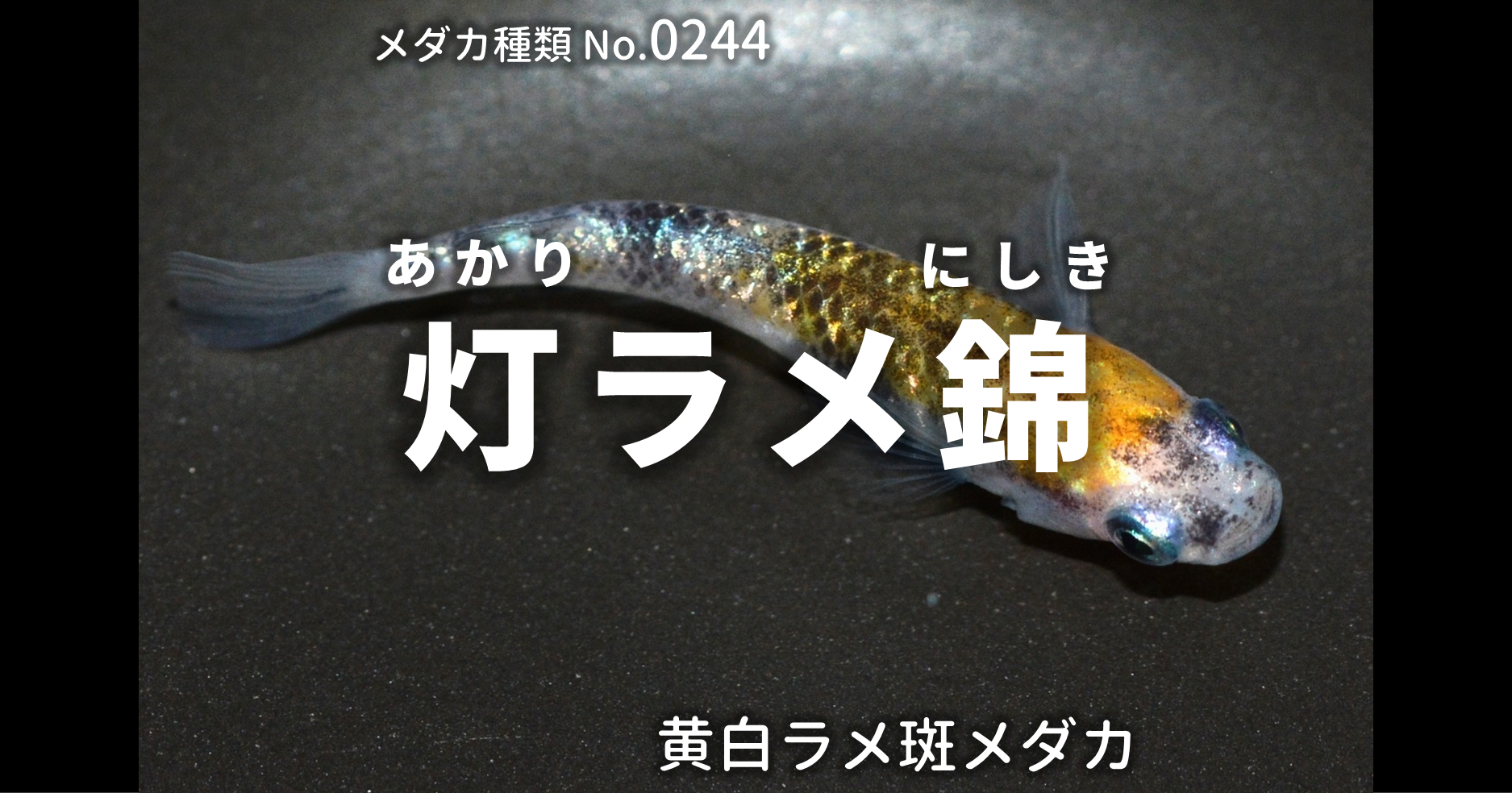 灯ラメ錦 あかりらめにしき とは 改良メダカweb図鑑no 0244 メダカの品種 黄白 改良メダカweb図鑑