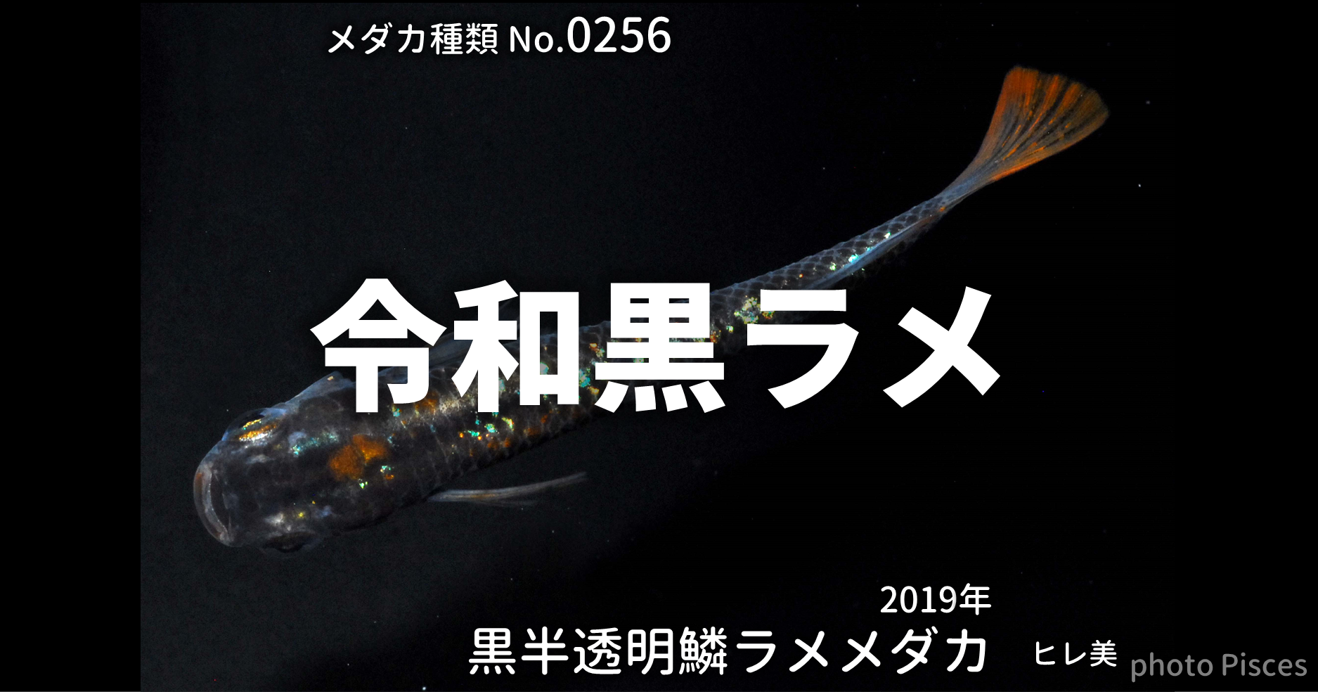 令和黒ラメとは 改良メダカweb図鑑no 0256 ブラック メダカの品種 改良メダカweb図鑑