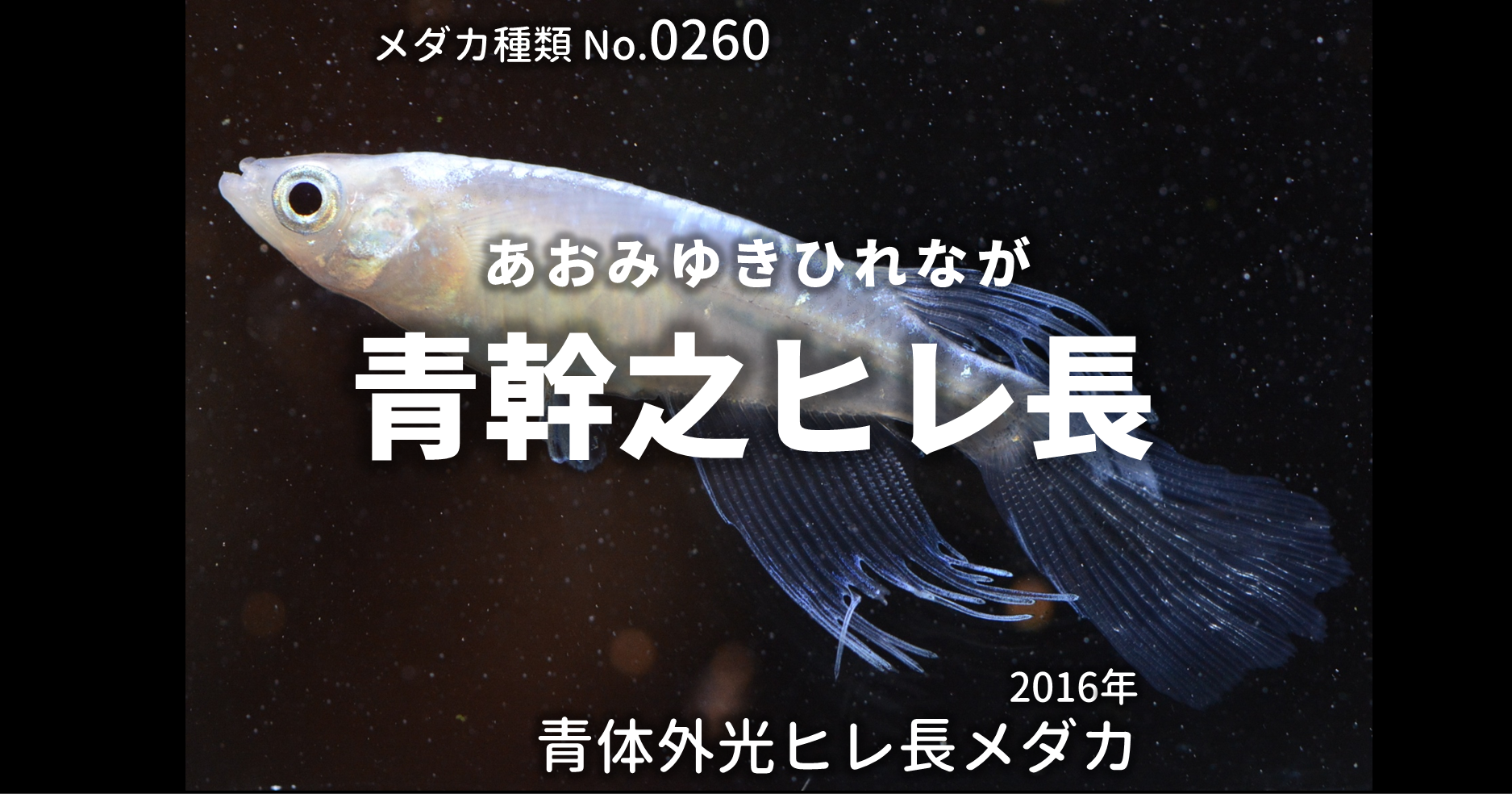 青幹之ヒレ長 あおみゆきひれなが とは 改良メダカweb図鑑no 0260 メダカの品種 青 改良メダカweb図鑑