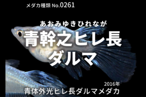 ブラックスワンとは 改良メダカweb図鑑no 0280 ブラック メダカの品種 改良メダカweb図鑑