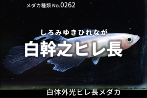 青蝶 あおちょう とは 改良メダカweb図鑑no 0277 メダカの品種 青 改良メダカweb図鑑