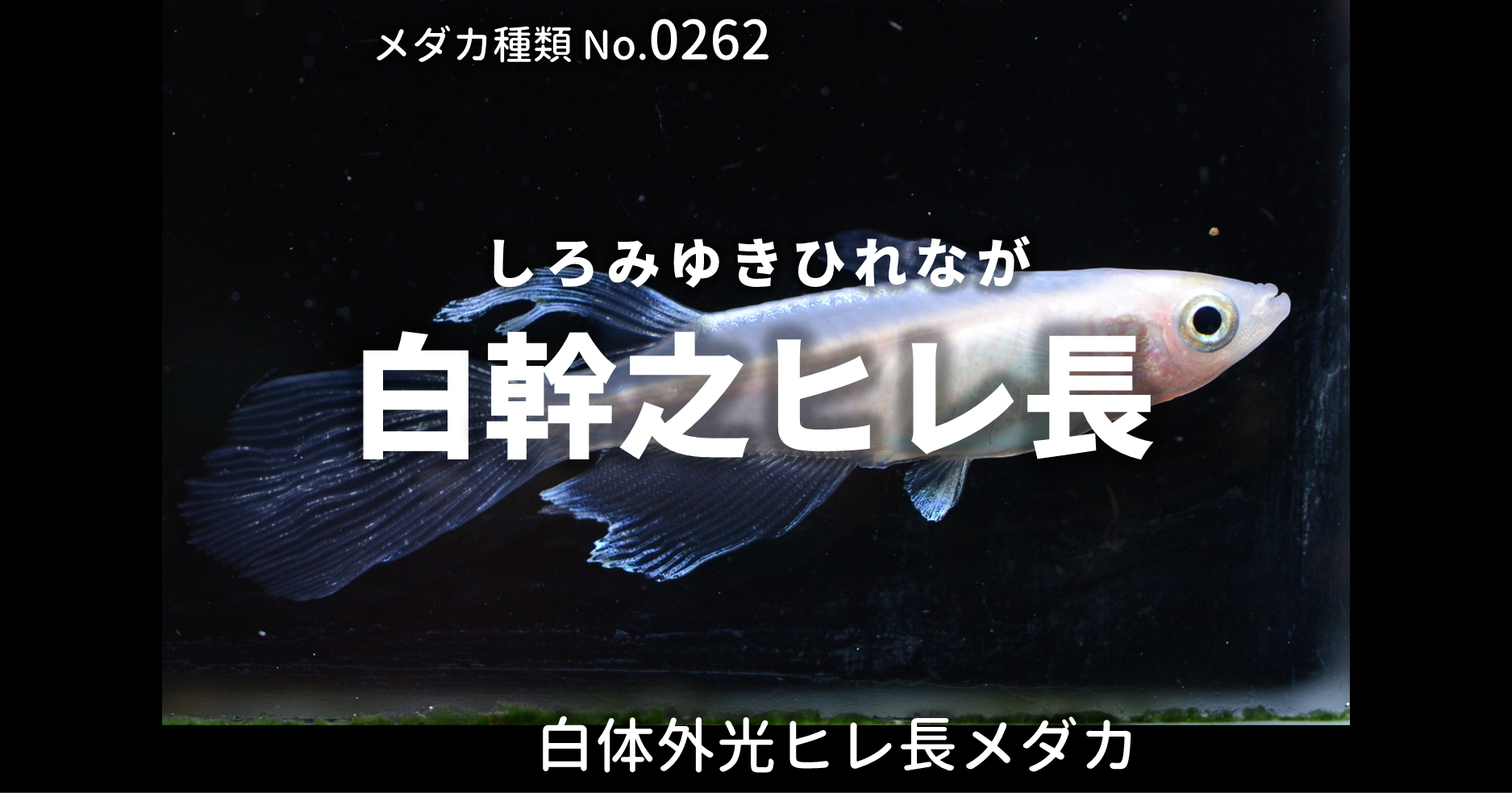 白幹之ヒレ長 しろみゆきひれなが とは 改良メダカweb図鑑no 0262 メダカの品種 白 改良メダカweb図鑑