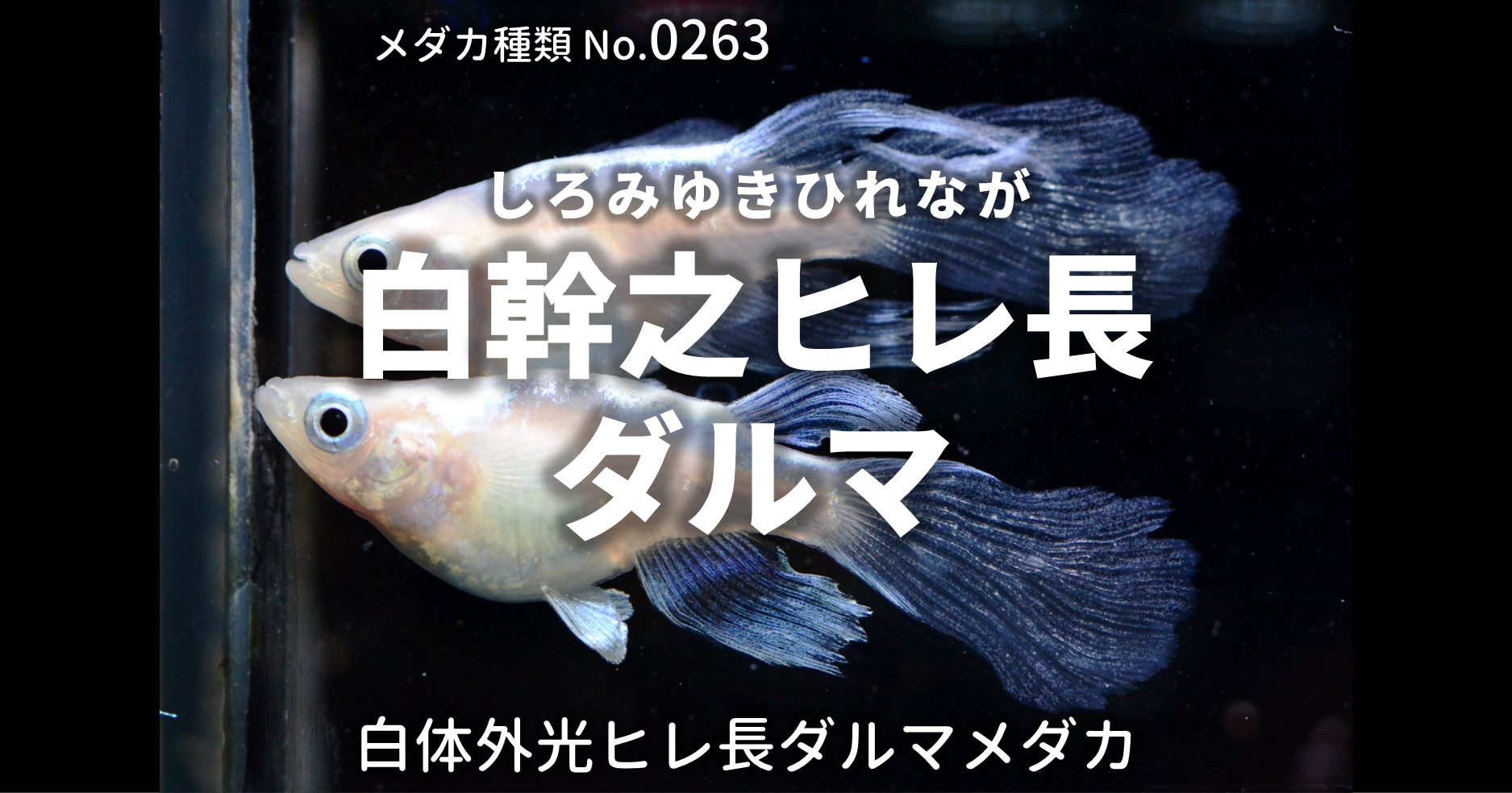 白幹之ヒレ長ダルマ しろみゆきひれながだるま とは 改良メダカweb図鑑no 0263 メダカの品種 白 改良メダカweb図鑑