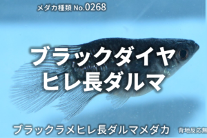 青蝶 あおちょう とは 改良メダカweb図鑑no 0277 メダカの品種 青 改良メダカweb図鑑 青蝶 あおちょう とは 改良メダカweb図鑑no 0277 メダカの品種 青 改良メダカweb図鑑