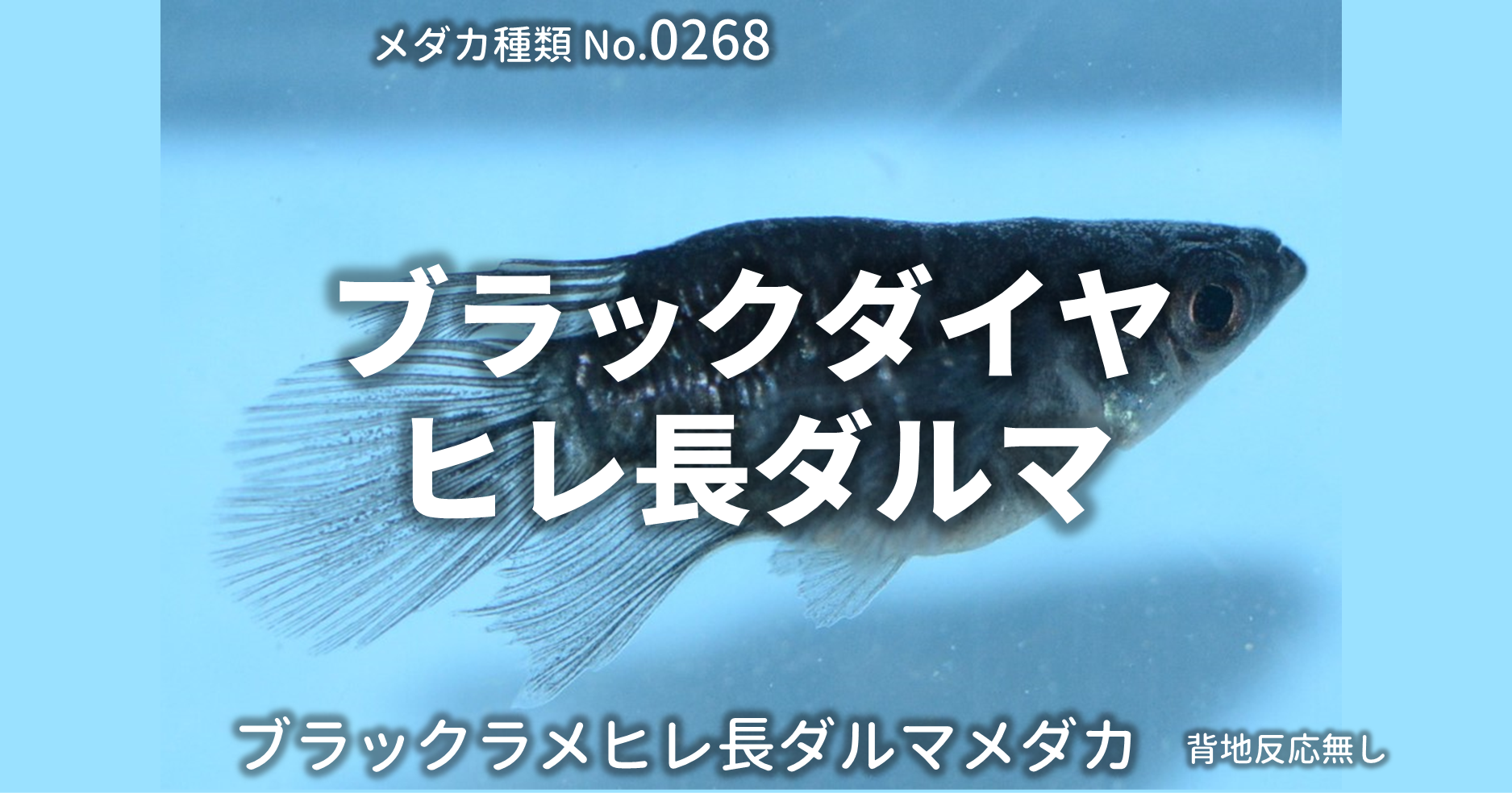 ブラックダイヤヒレ長ダルマ ぶらっくだいやひれながだるま とは 改良メダカweb図鑑no 0268 ブラック メダカの品種 改良メダカ Web図鑑