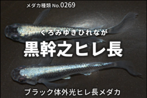 ピンクラメとは 改良メダカweb図鑑no 0146 ピンク メダカの品種 改良メダカweb図鑑