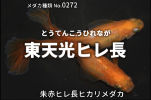 五式 ごしき ヒレ長とは 改良メダカweb図鑑no 0275 メダカの品種 黒オレンジ 改良メダカweb図鑑