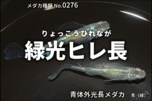 青蝶 あおちょう とは 改良メダカweb図鑑no 0277 メダカの品種 青 改良メダカweb図鑑