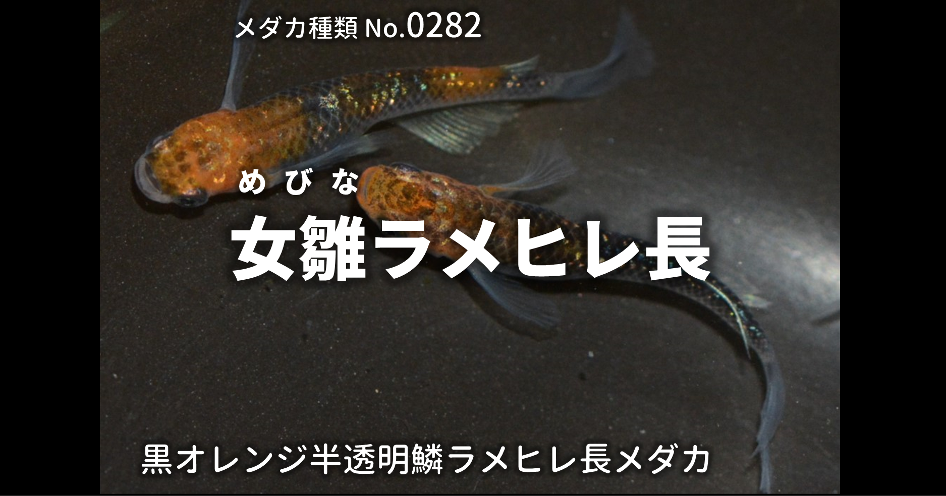 女雛 ２ペア＋オス１匹 20190607 ☆ めだか・メダカ【日本改良めだか研究所】 女雛（めびな）とは 改良メダカWEB図鑑No.0245 | メダカの品種, 黒