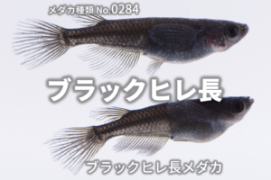 ピンクアルビノクイーンとは 改良メダカweb図鑑no 05 ピンク メダカの品種 改良メダカweb図鑑