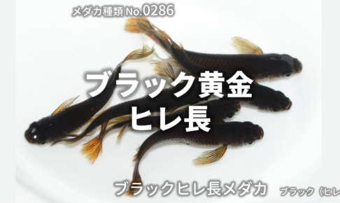 品種 ブラック ヒレ黄 改良メダカweb図鑑
