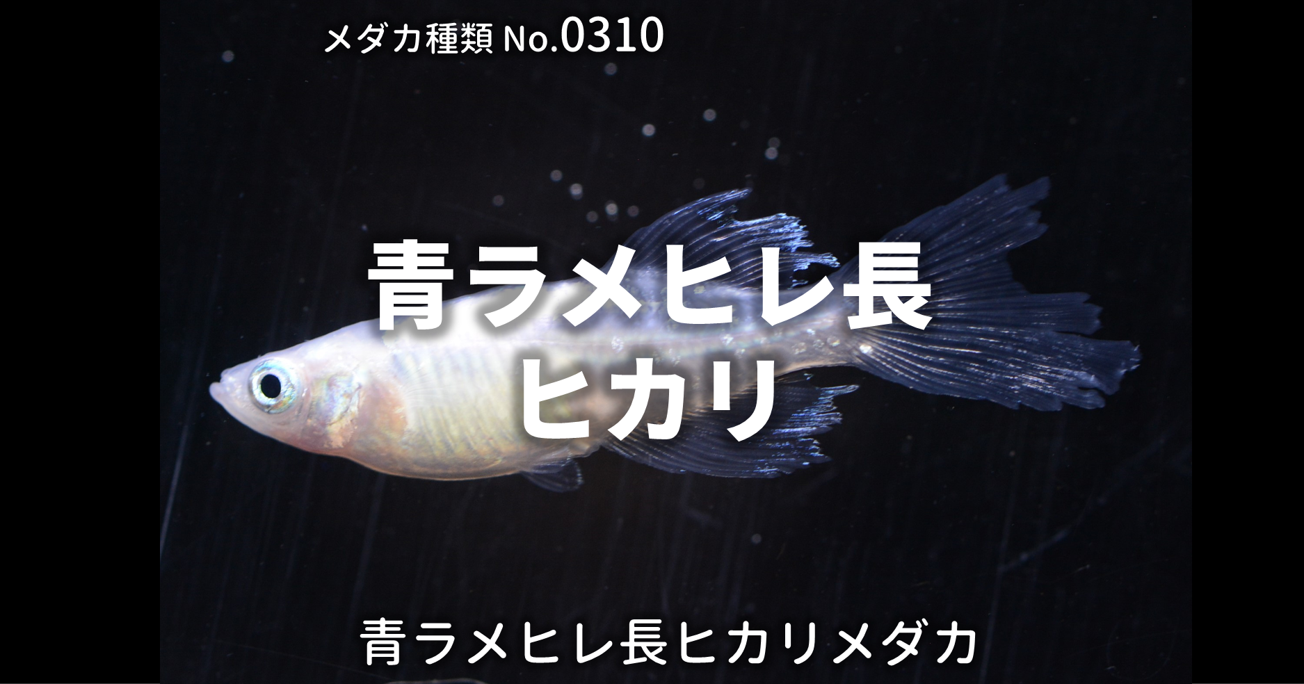 青ラメヒレ長ヒカリ あおらめひれながひかり とは 改良メダカweb図鑑no 0310 メダカの品種 青 改良メダカweb図鑑